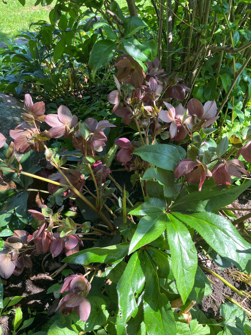 Lenzrose — Bild 1