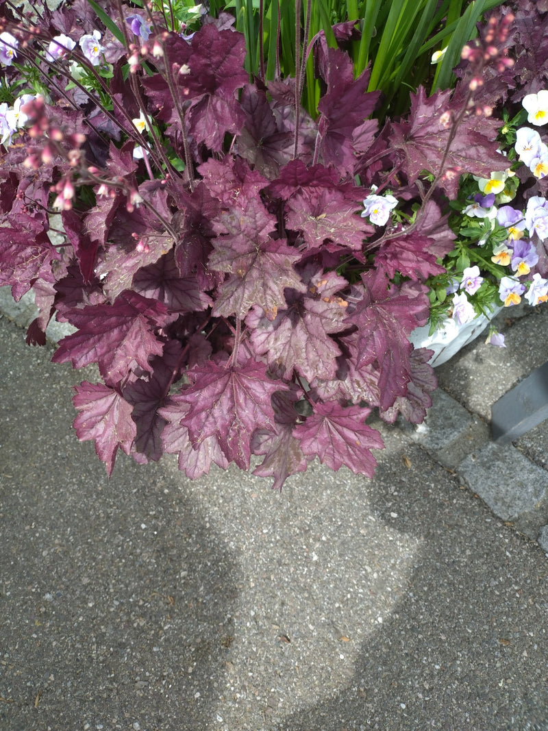 Purpurglöckchen — Bild 2