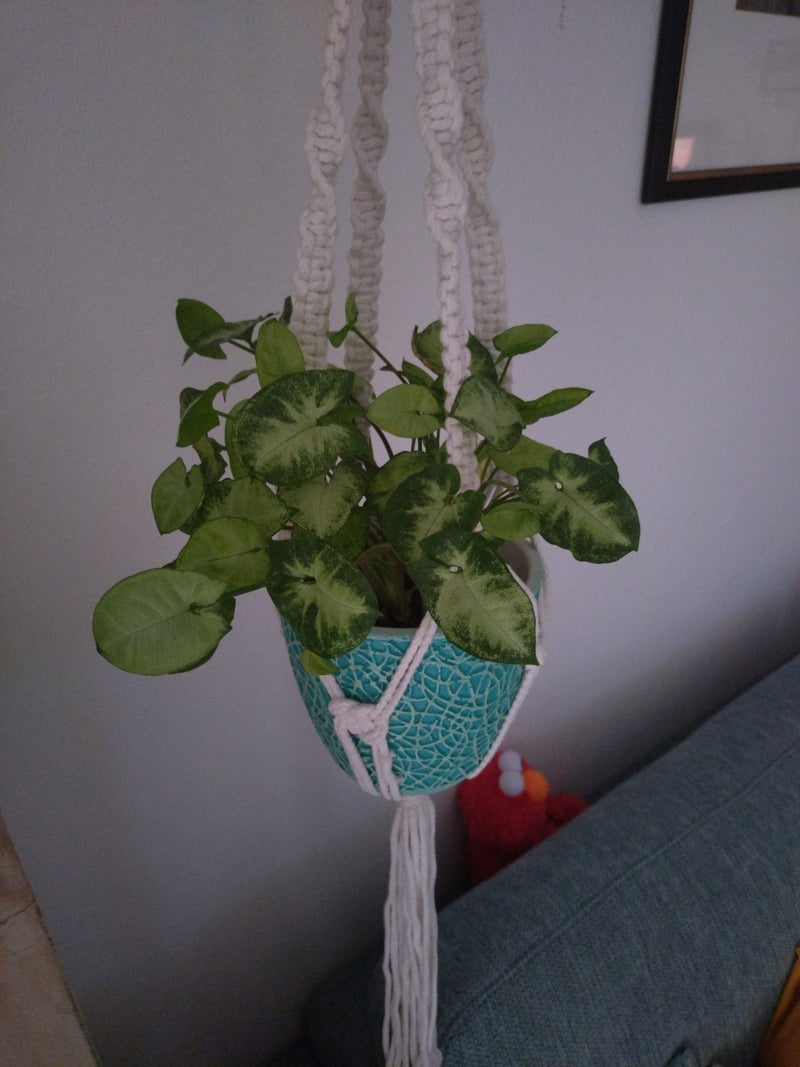 Syngonium — Bild 1