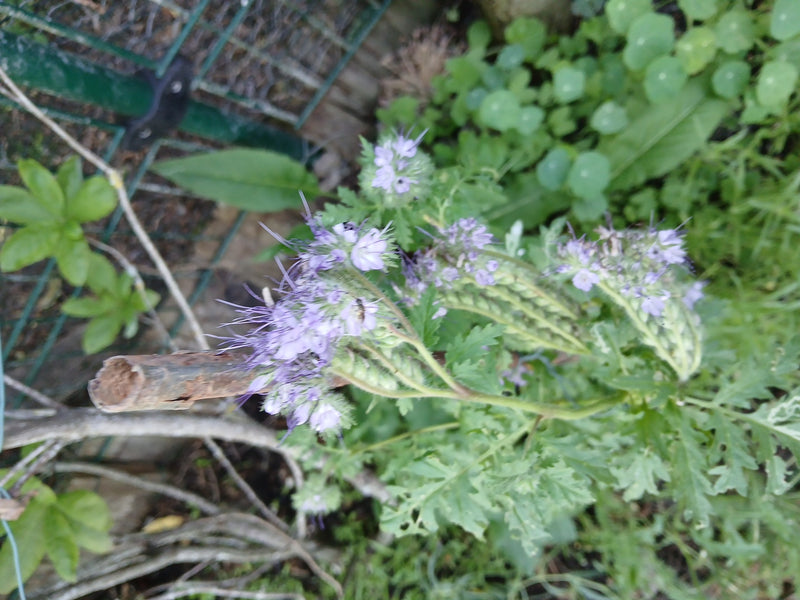 Phacelia — Bild 2