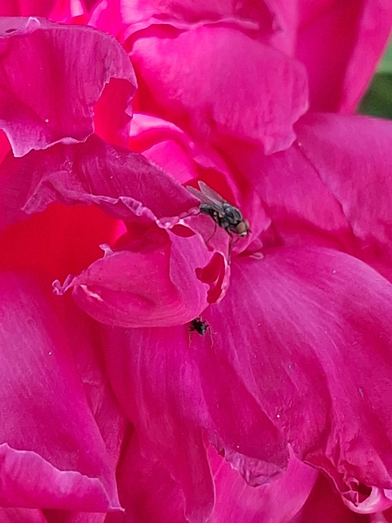 Regenfliege — Bild 3