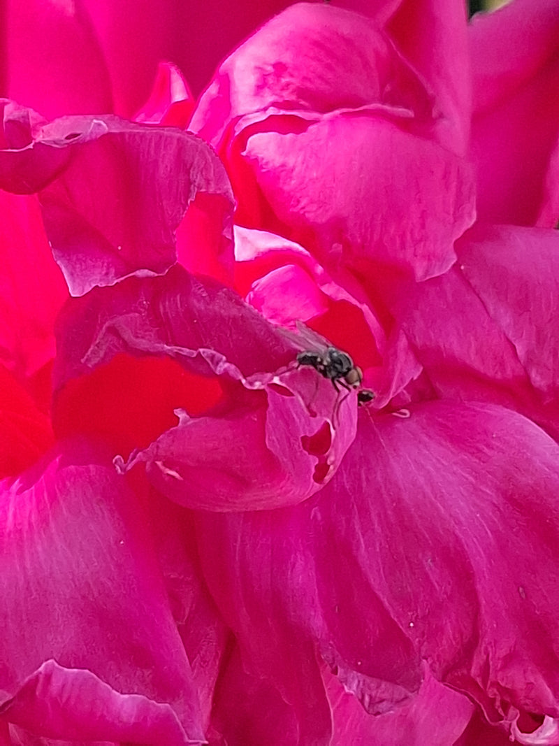 Regenfliege — Bild 2