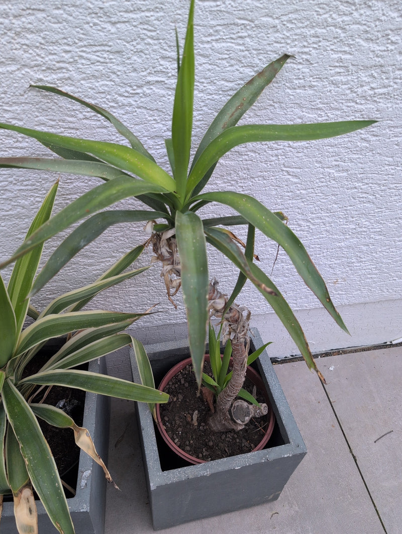Yucca Palme — Bild 3
