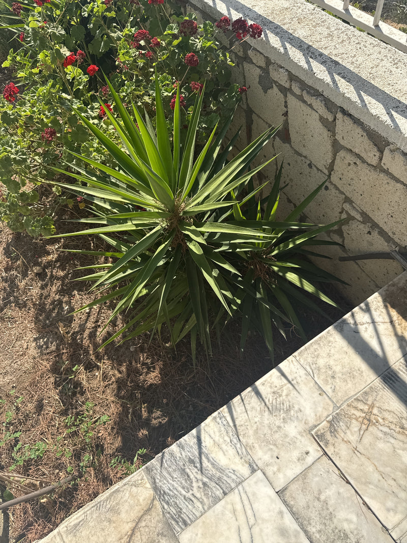 Yucca Palme — Bild 2