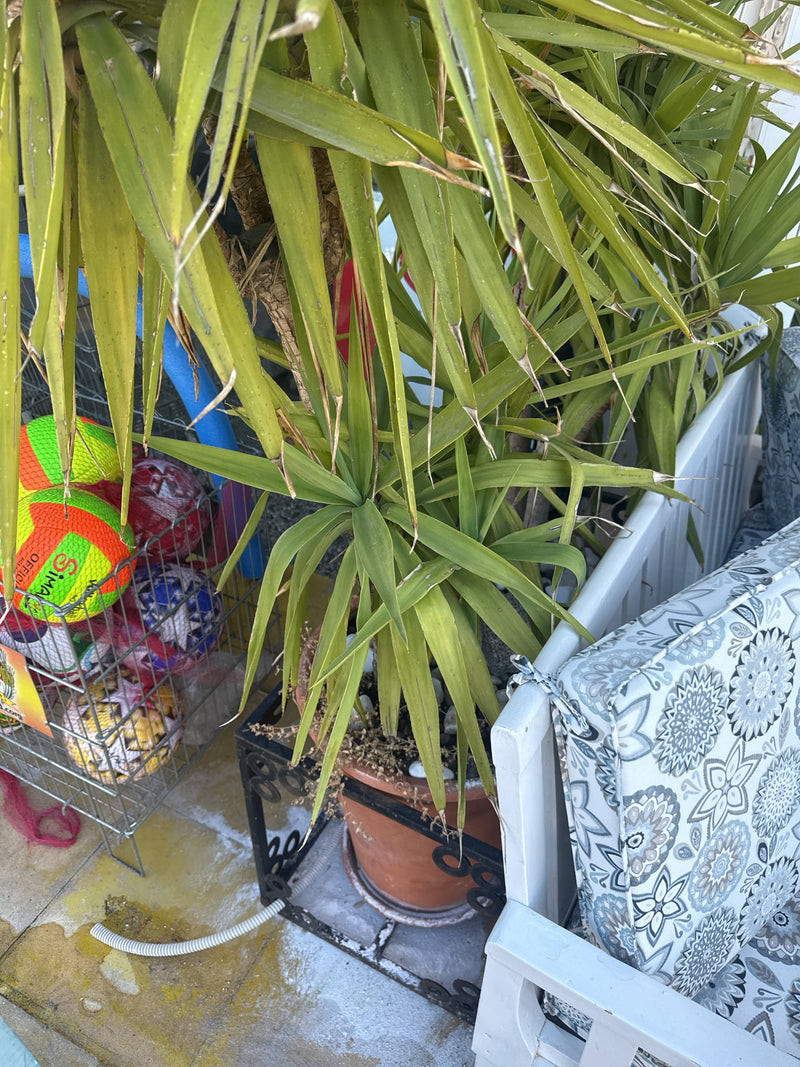 Yucca Palme — Bild 5