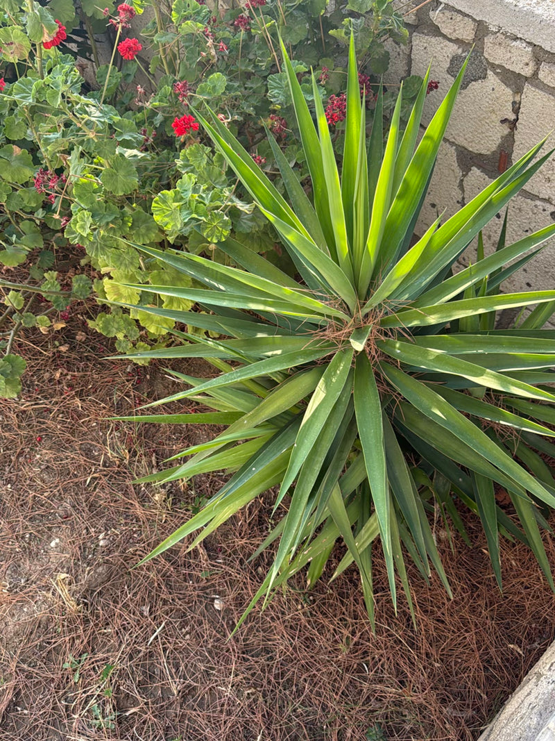 Yucca Palme — Bild 3