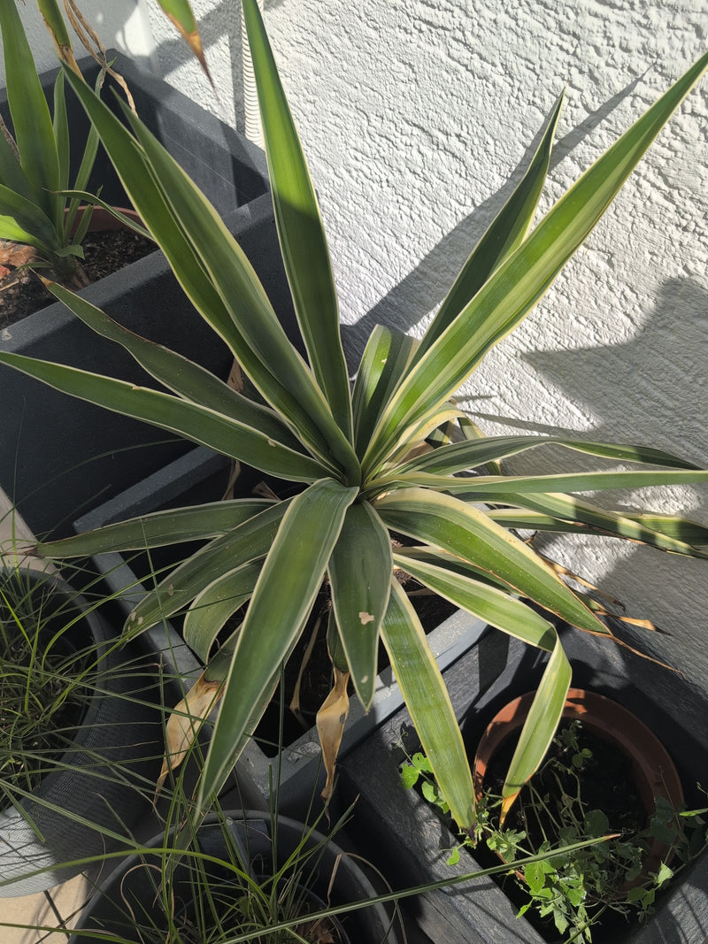 Yucca Palme — Bild 1