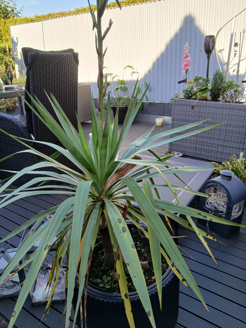 Yucca Palme — Bild 2