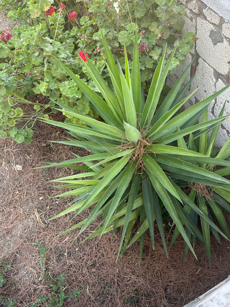 Yucca Palme — Bild 4