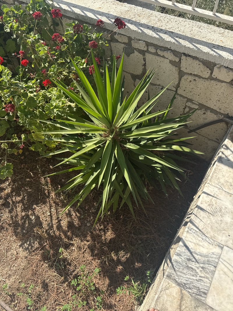 Yucca Palme — Bild 1