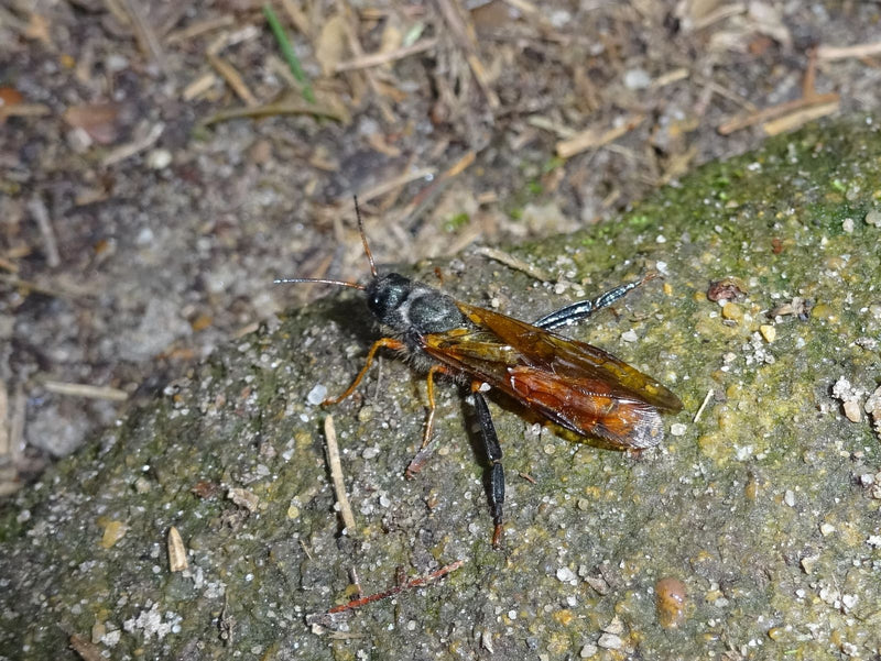 Riesenholzwespe — Bild 2