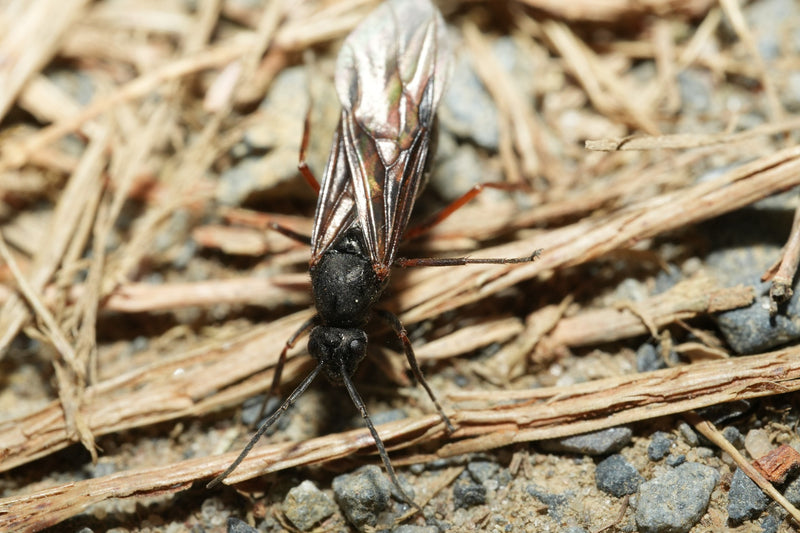 Riesenholzwespe — Bild 1