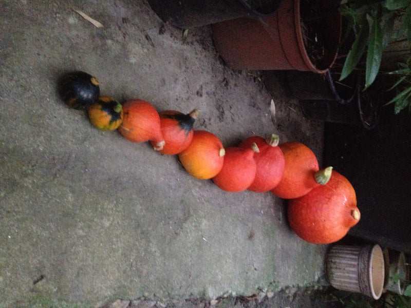 Mehrere unterschiedlich große Kürbisse liegen in einer Reihe auf einem hellen Steinboden. Die Früchte zeigen typische orangefarbene und grünliche Töne.
