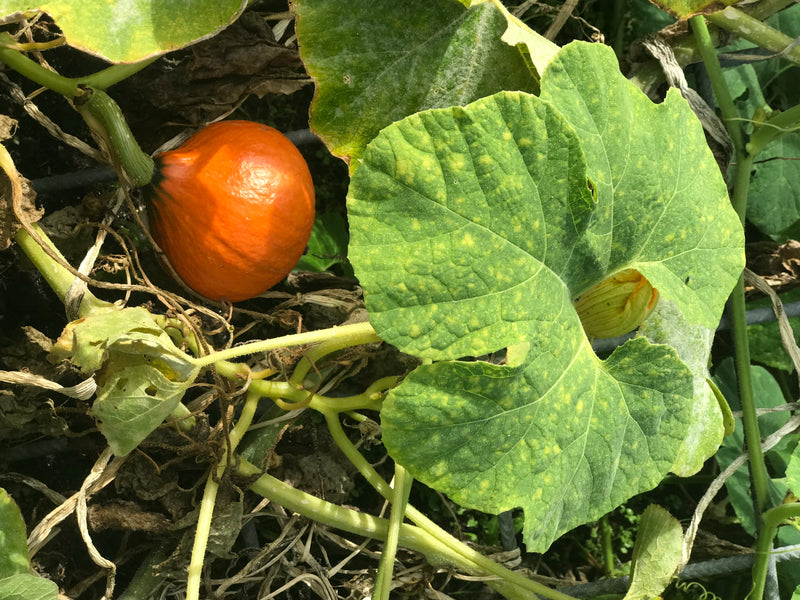 Zu sehen ist ein kleiner, runder, orangefarbenster Kürbis neben großen grünen Blättern an einer Pflanze. Die Pflanze wächst im Garten auf dem Boden.