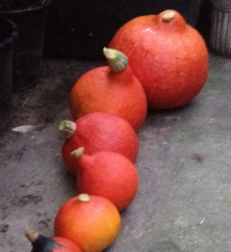 Mehrere leuchtend orangefarbene Kürbisse sind in einer Reihe auf einem dunklen Boden angeordnet. Die Früchte sind gut zu erkennen.