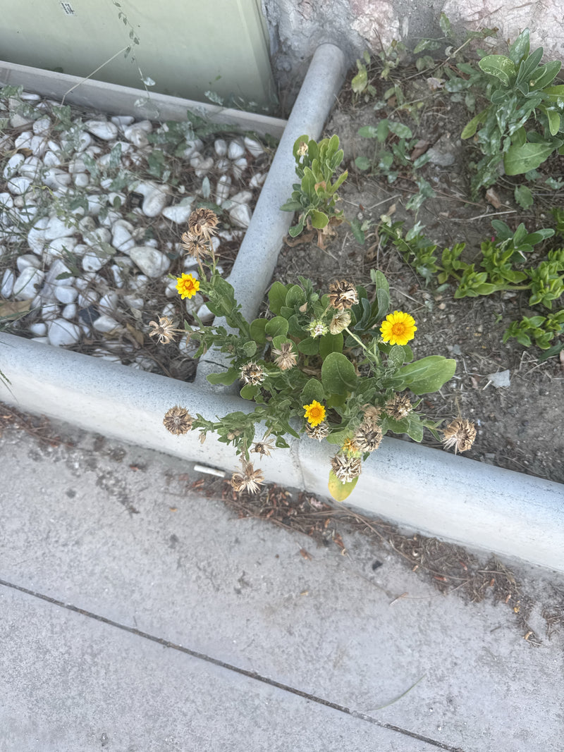 Ringelblume — Bild 5