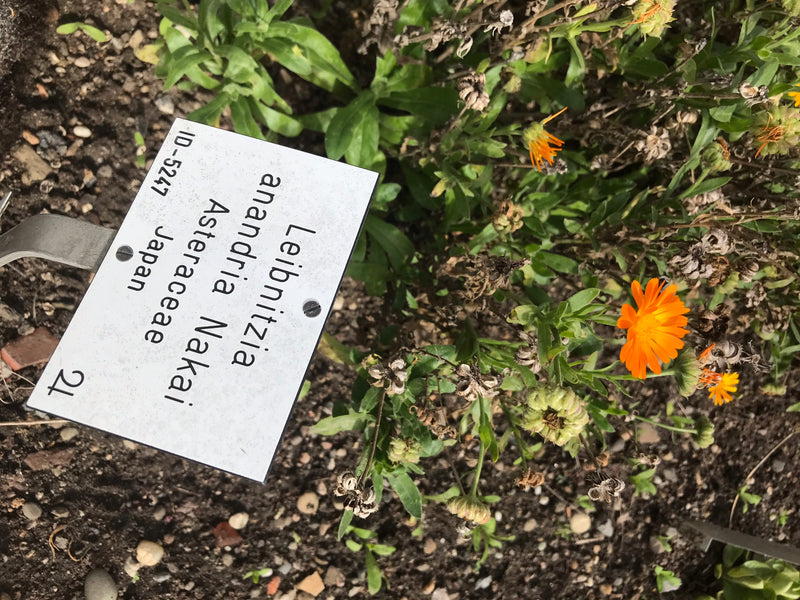 Ringelblume — Bild 4