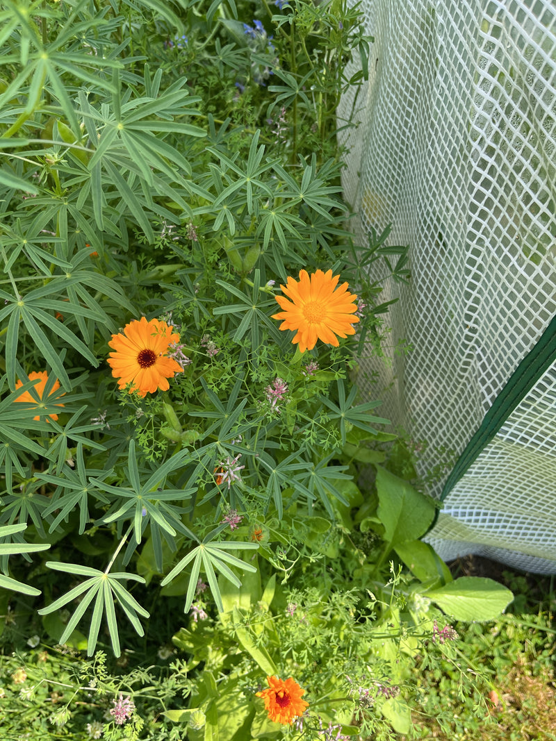 Ringelblume — Bild 1