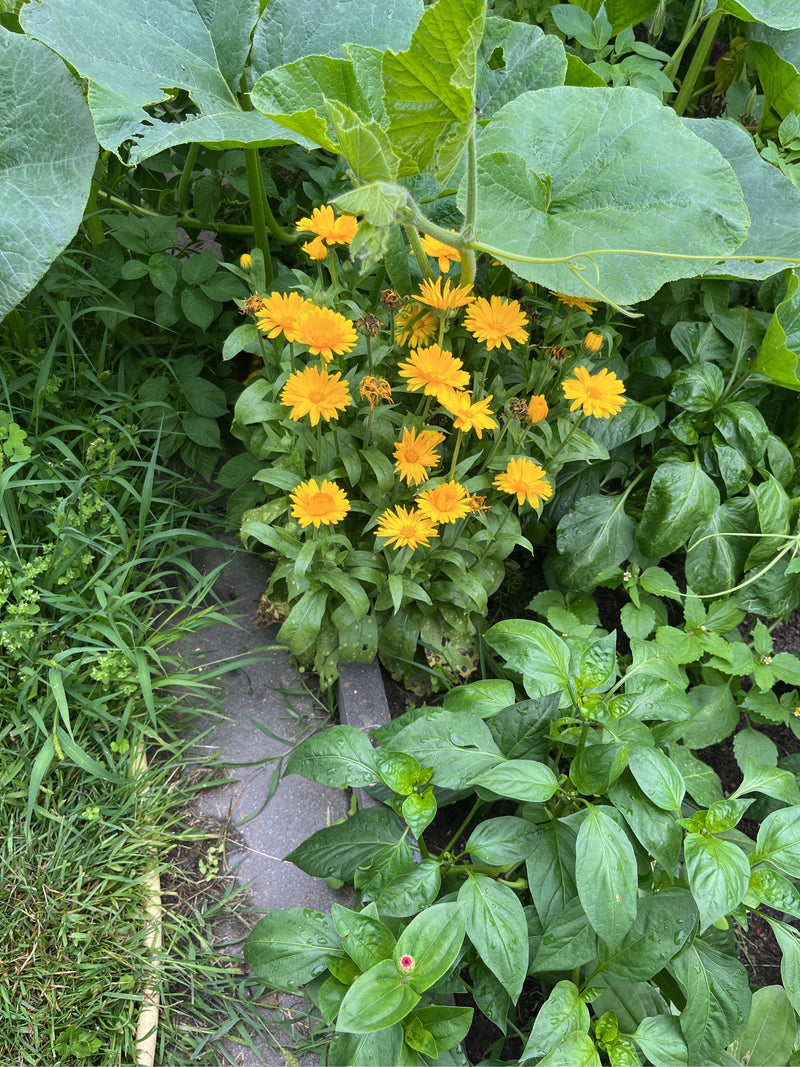 Ringelblume — Bild 4