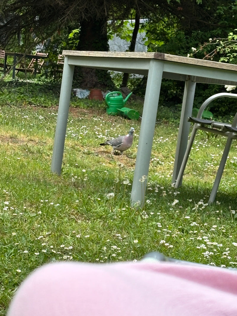Ringeltaube — Bild 5