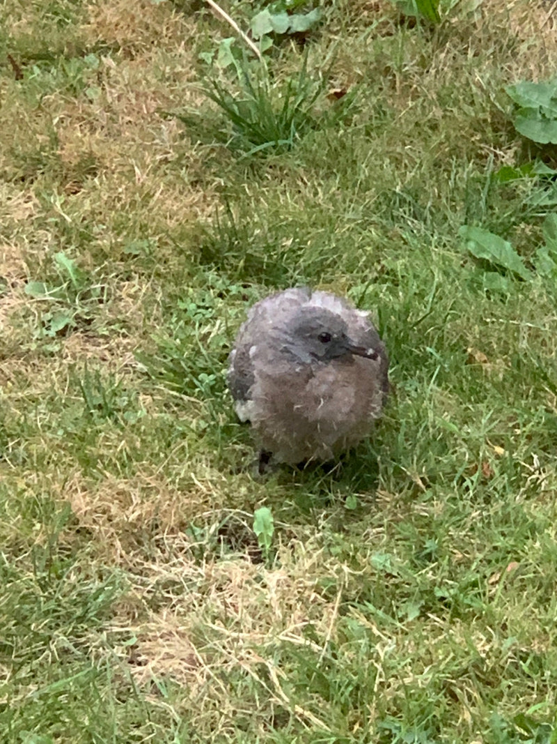 Ein junger Vogel mit flauschigem Gefieder sitzt auf einer Wiese im Gras. Das Tier blickt aufmerksam zur Seite.