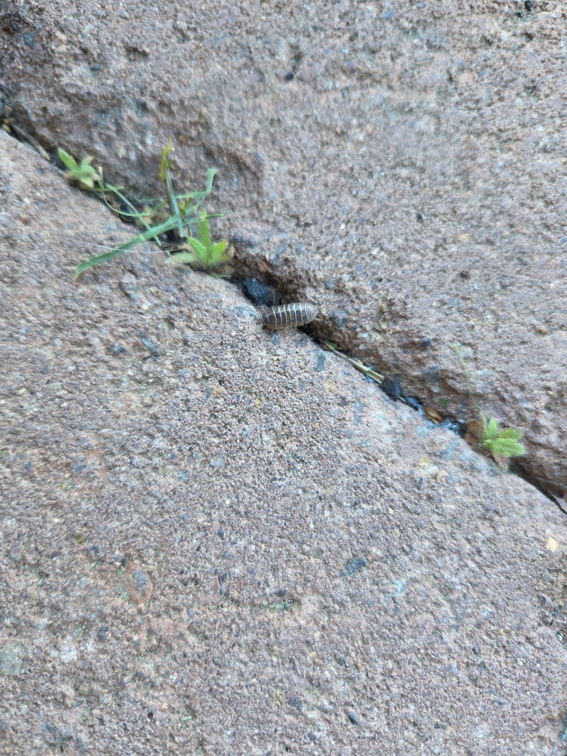 Rollassel — Bild 4
