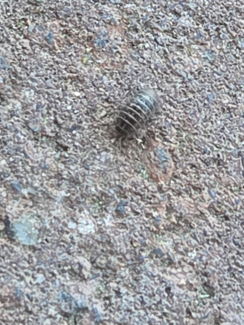 Rollassel — Bild 1