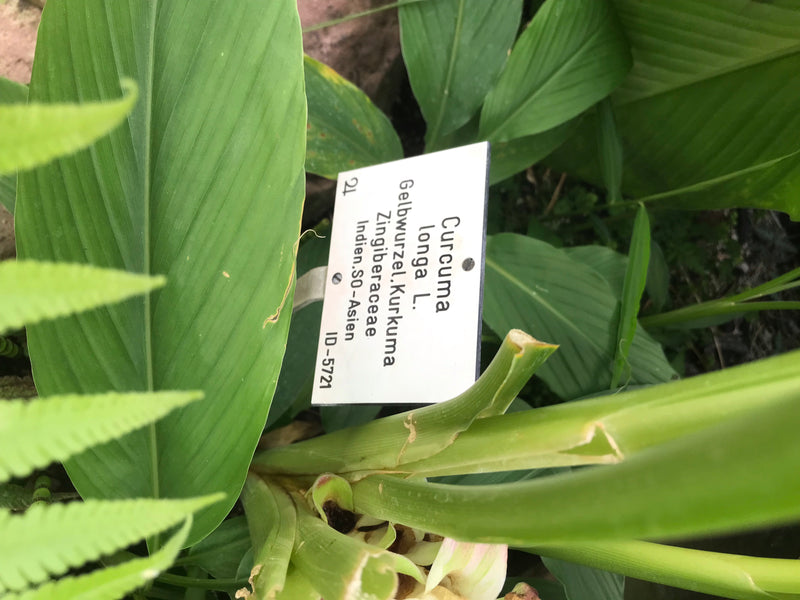 Zu sehen sind die grünen Blätter und Stängel einer Kurkuma-Pflanze mit einem botanischen Schild.