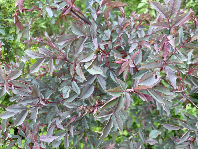 Gartenrose — Bild 1