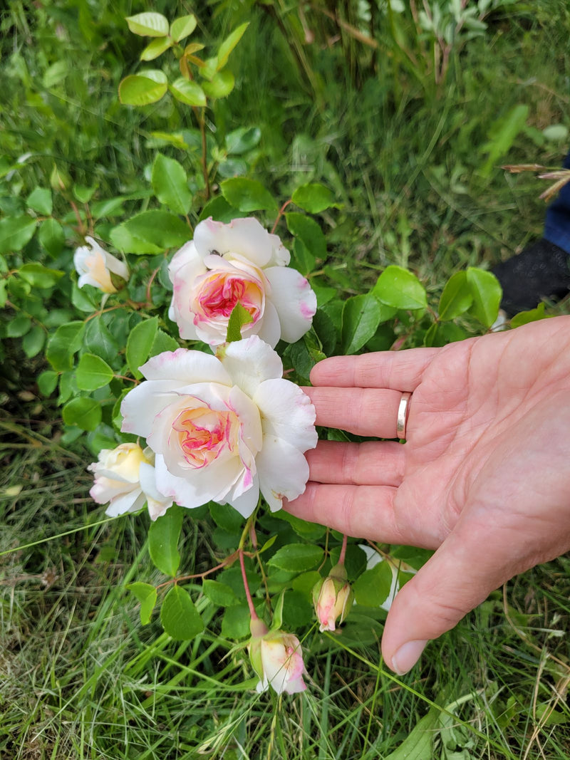 Gartenrose — Bild 5