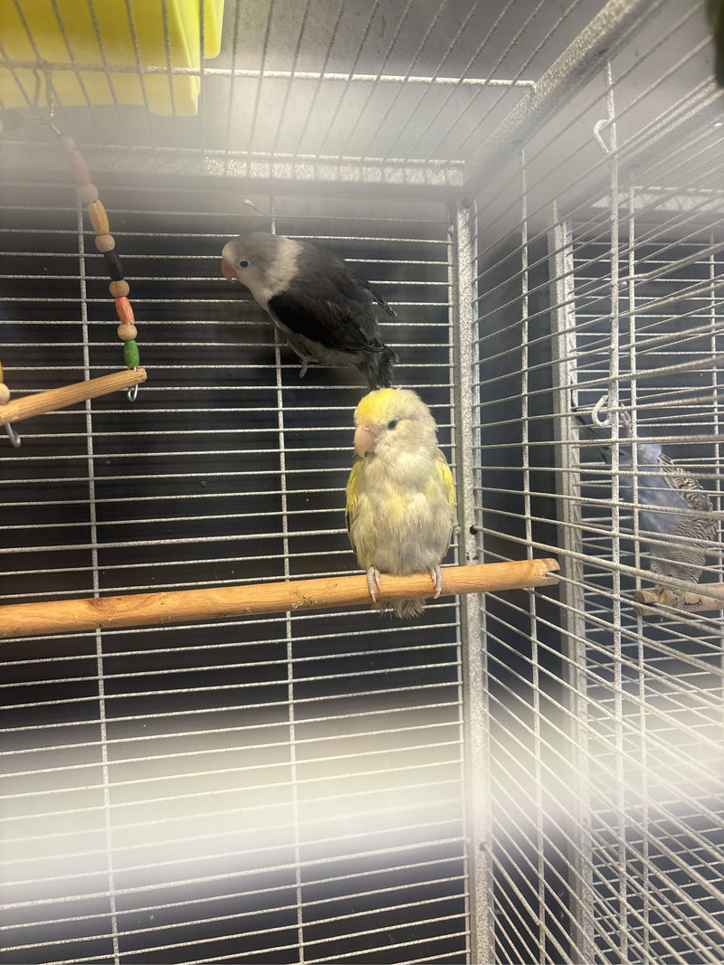 Zwei Rosenköpfchen sitzen auf einer Holzsitzstange in einem Drahtkäfig. Die Vögel ruhen sich im Inneren des Käfigs aus.
