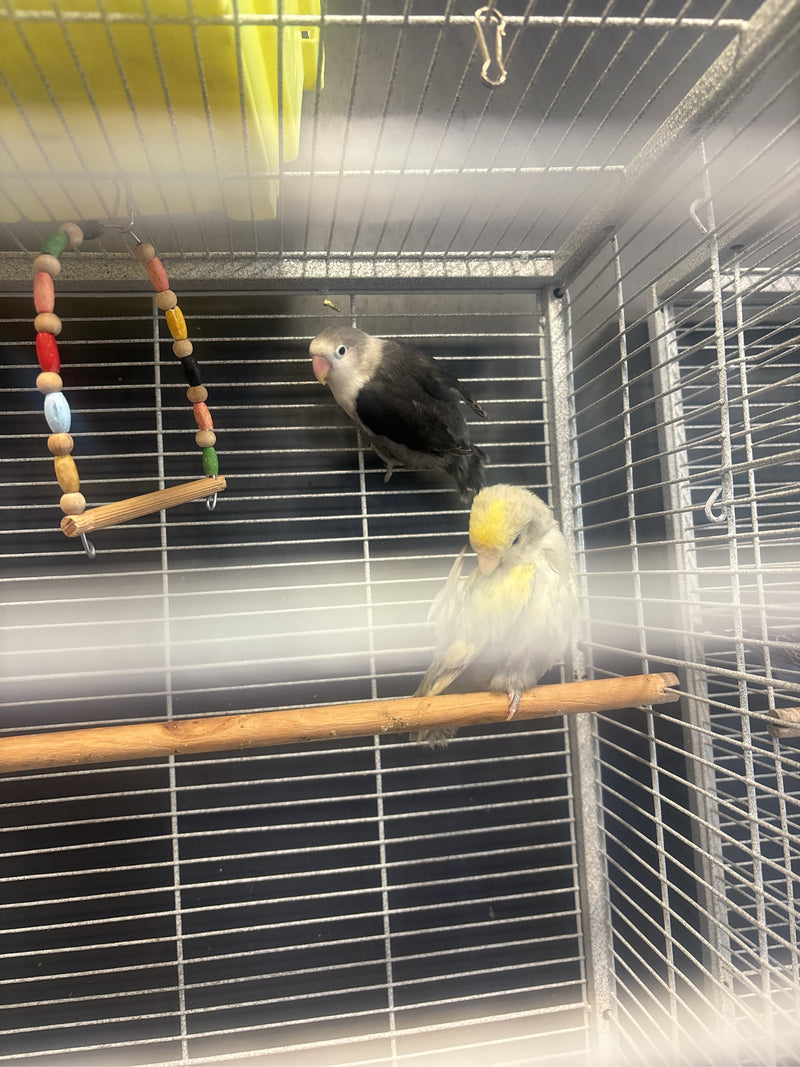 Auf dem Bild sind zwei Rosenköpfchen in einem Vogelkäfig zu sehen. Einer der Vögel sitzt auf einer Holzstange, während der andere an der Gitterwand klettert.