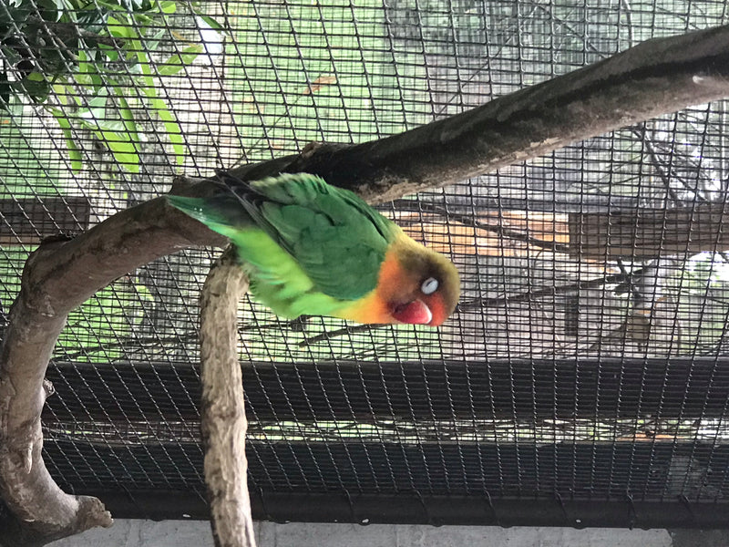 Ein Rosenköpfchen sitzt auf einem Ast vor einem Drahtgitter. Der kleine Papagei hat ein grünes Gefieder und einen charakteristischen rötlich-orangen Kopf.