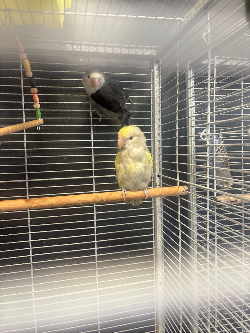 Zwei Rosenköpfchen sitzen auf Holzstangen in einem Metallkäfig. Einer der Vögel ist hellgelb, der andere dunkel gefärbt.