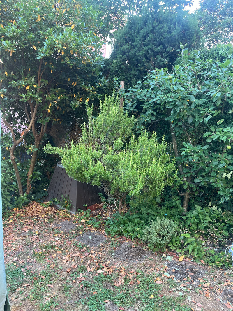 Rosmarin — Bild 5 von 21