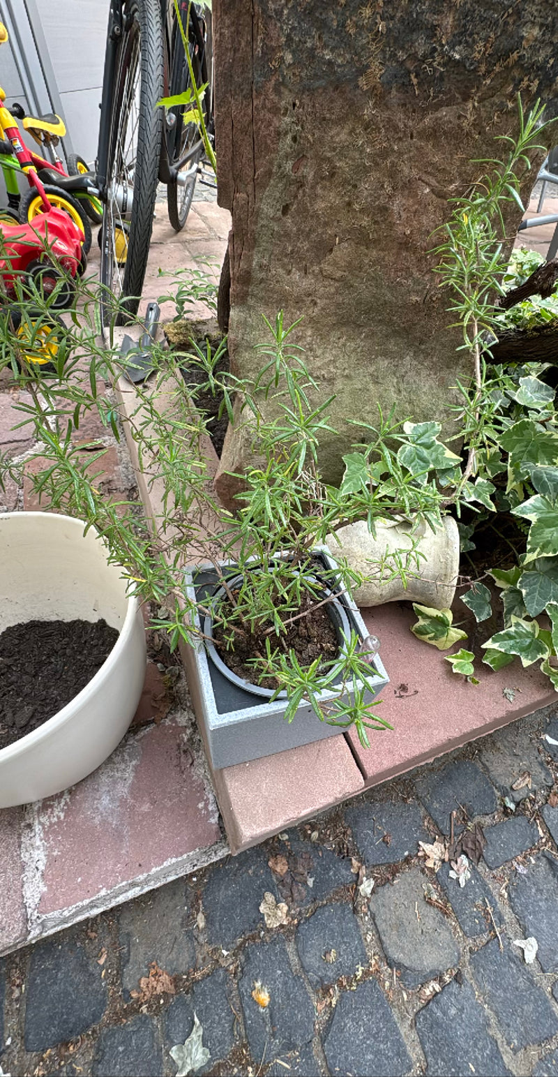 Rosmarin — Bild 4 von 21
