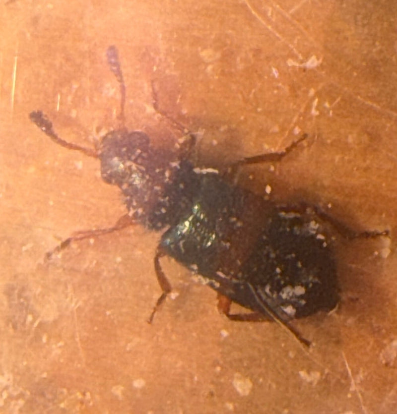Rotbeiniger Kolbenkäfer — Bild 1 von 2