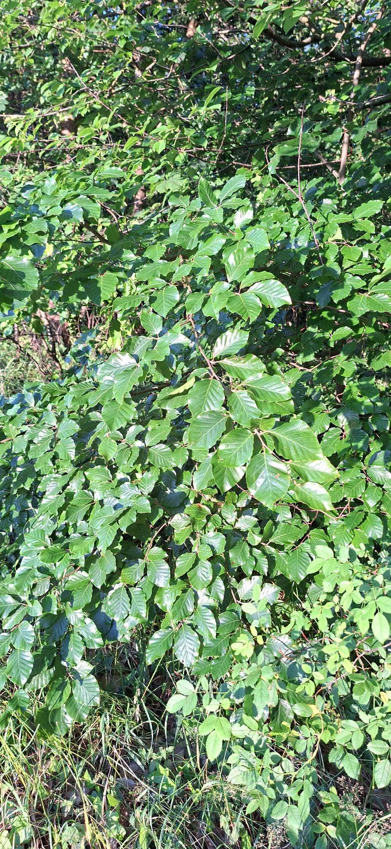 Rotbuche — Bild 1