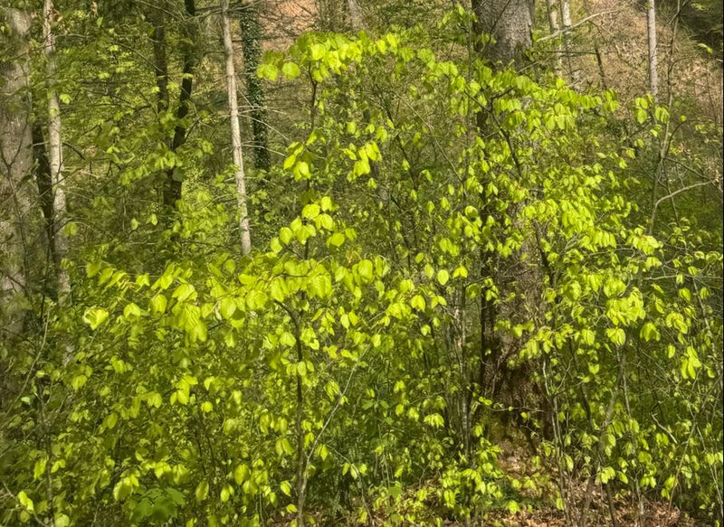 Rotbuche — Bild 2