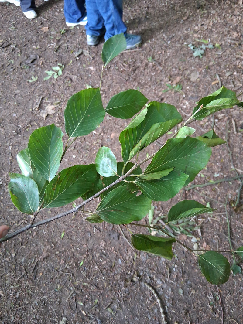 Rotbuche — Bild 3