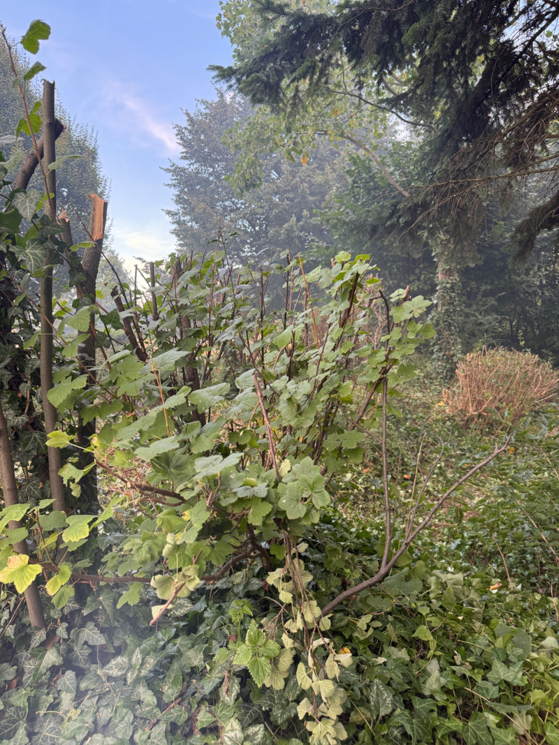 Johannisbeeren — Bild 2