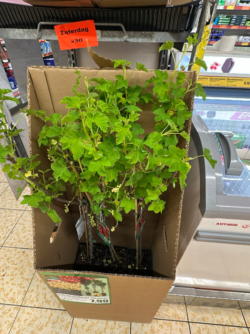 Johannisbeeren — Bild 4