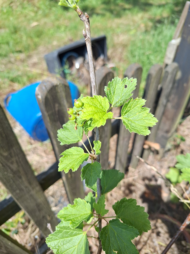 Johannisbeeren — Bild 5
