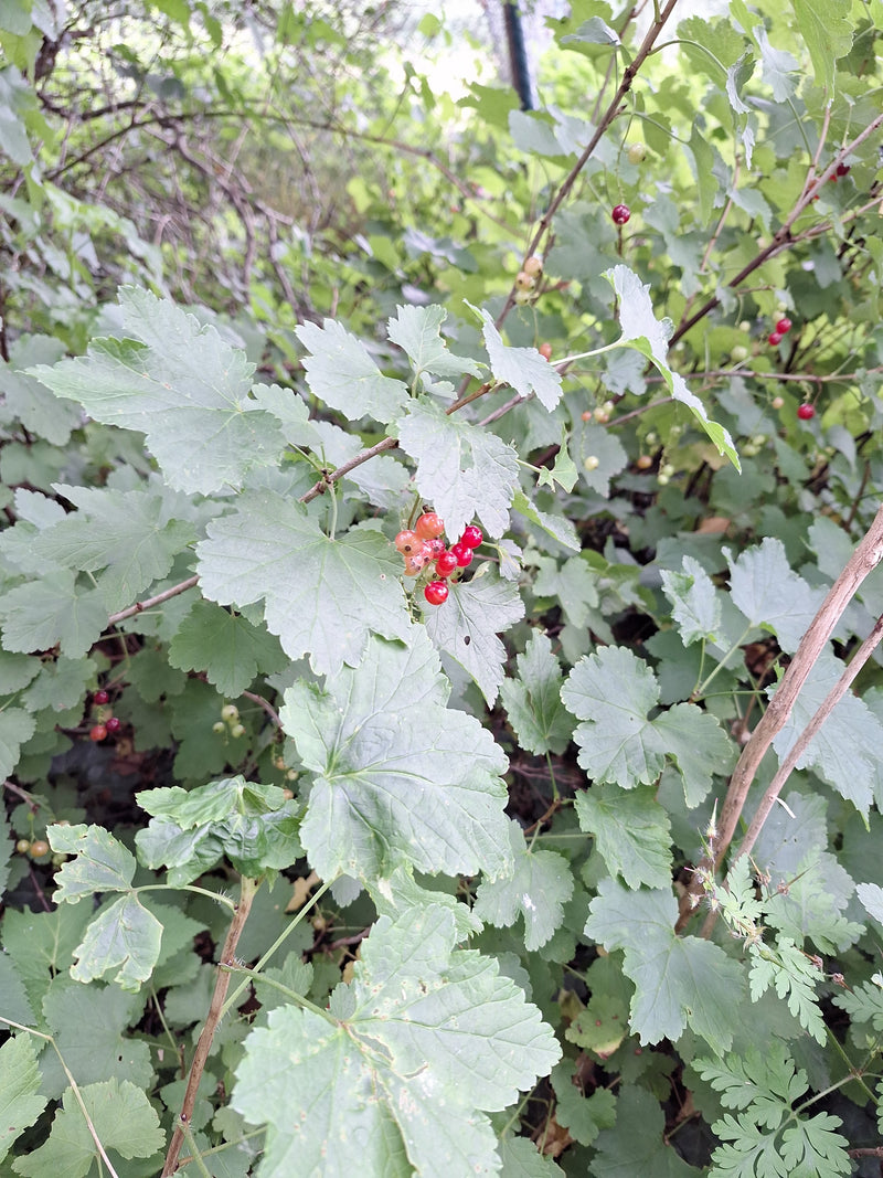 Johannisbeeren — Bild 3