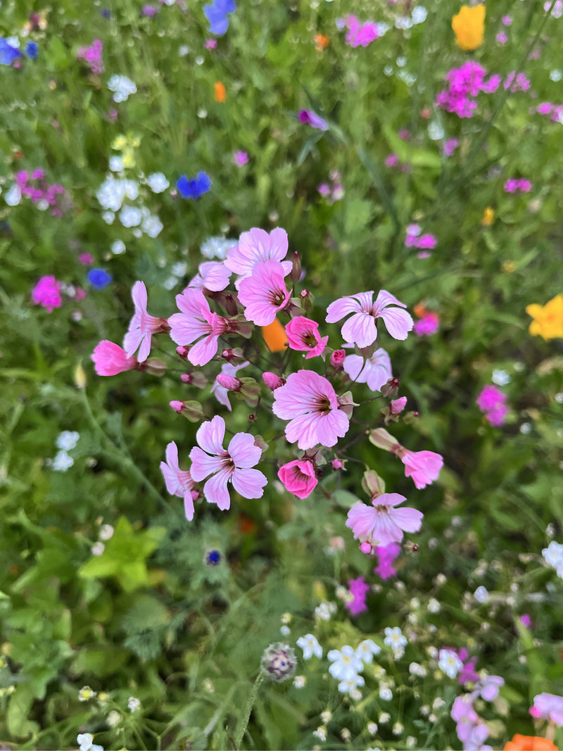 Auf dem Bild ist eine Rote Lichtnelke mit ihren charakteristischen rosa Blüten zu sehen, die in einer bunten Wiese wächst. Die Aufnahme zeigt die Pflanze von...