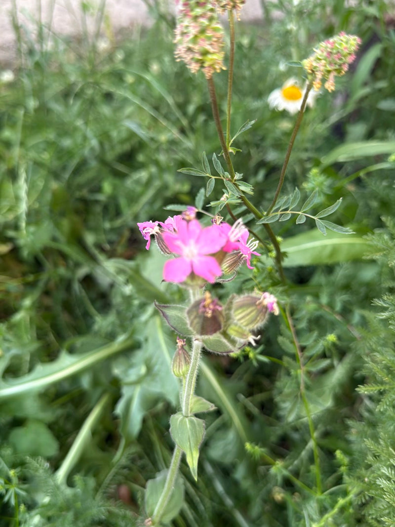 Rote Lichtnelke — Bild 3