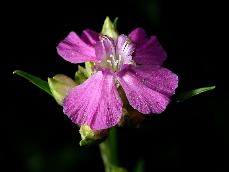 Auf dem Bild ist eine geöffnete, purpurrote Blüte der Roten Lichtnelke vor einem dunklen Hintergrund zu sehen. Die feinen Staubblätter und die Kronblätter si...
