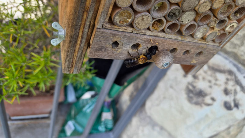 Eine Rote Mauerbiene sitzt an einem hölzernen Insektenhotel und erkundet die Bohrungen. Sie zeigt die typische rotbraune Behaarung.