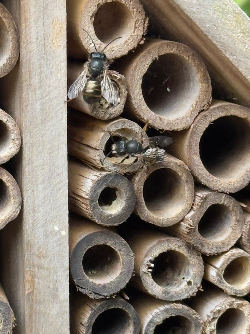 Rote Mauerbiene (Osmia bicornis) – Bild 1