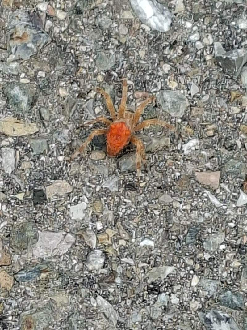 Eine Rote Samtmilbe läuft auf einem steinigen Untergrund. Die auffällige rote Färbung ist gut zu erkennen.